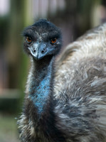 Animals Web-109