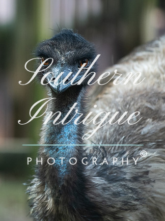 Animals Web-109