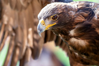Stock Photo Golden Eagle Wing Span-276