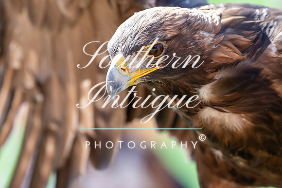 Stock Photo Golden Eagle Wing Span-276