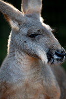Animals Web-99
