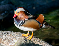 Animals Web-122