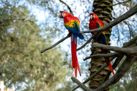 Animals Web-70