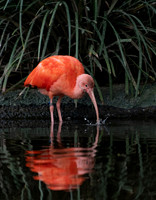 Animals Web-112