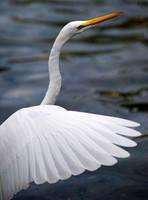 Animals Web-93