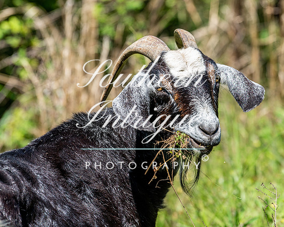 Goat Stock-1101412499001